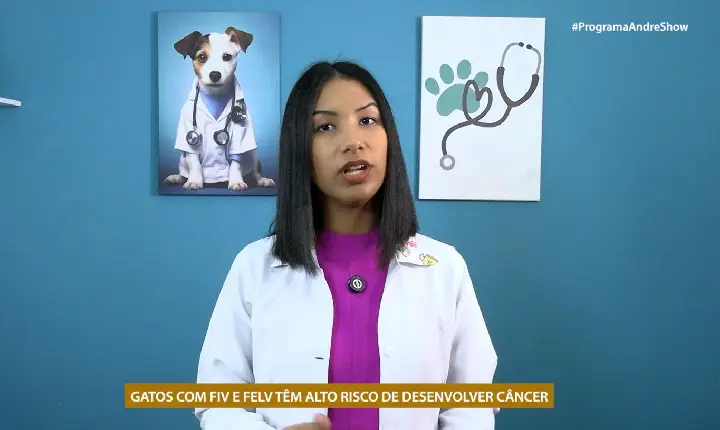 GATOS COM FIV E FELV TÊM ALTO RISCO DE DESENVOLVER CÂNCER