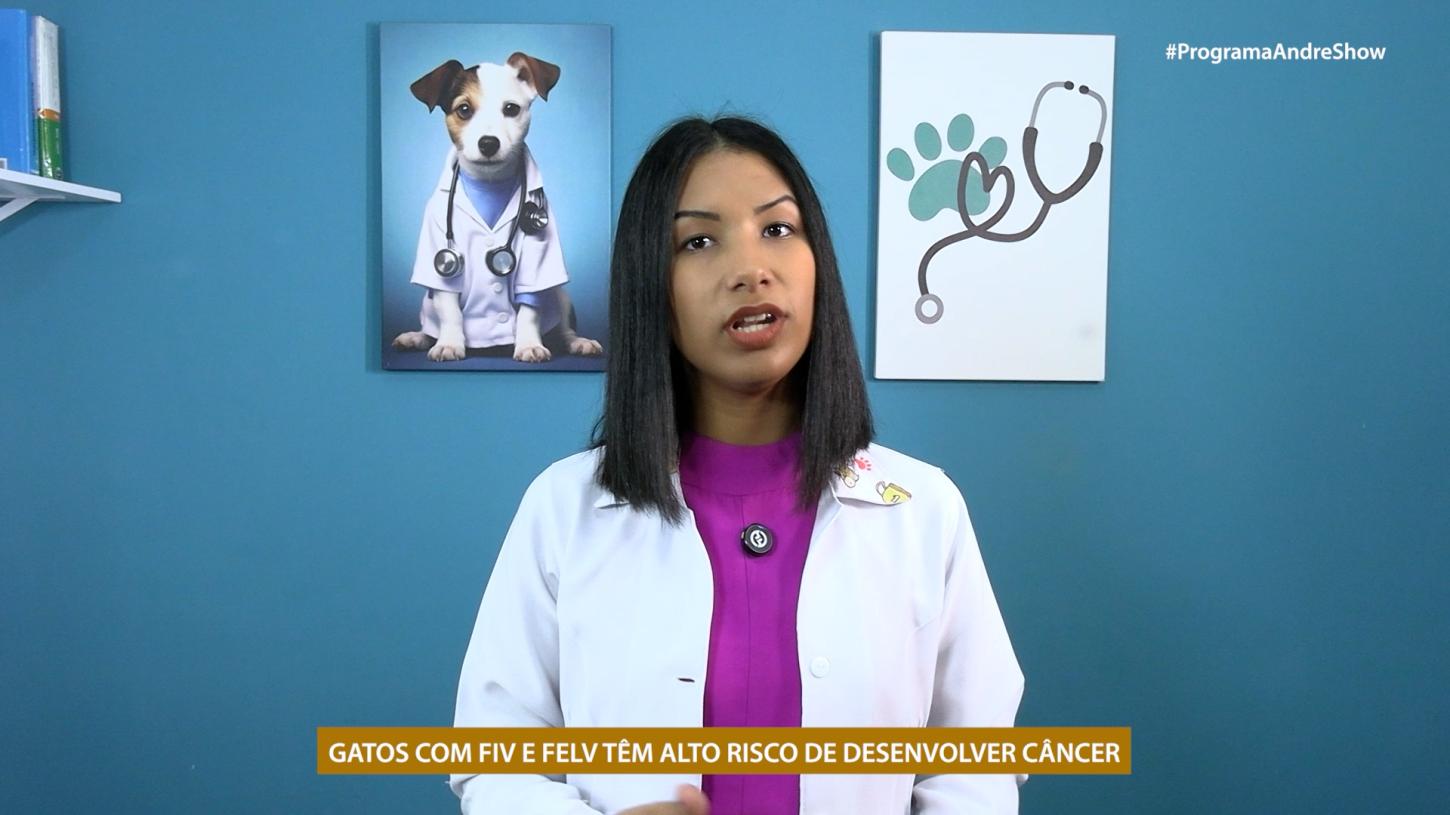 GATOS COM FIV E FELV TÊM ALTO RISCO DE DESENVOLVER CÂNCER